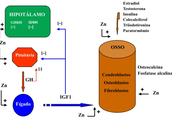 Figura 1: Ação do zinco sobre o crescimento ósseo longitudinal. 