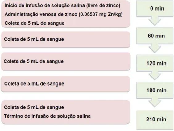 Figura 3: Esquema da administração venosa com o elemento zinco. 