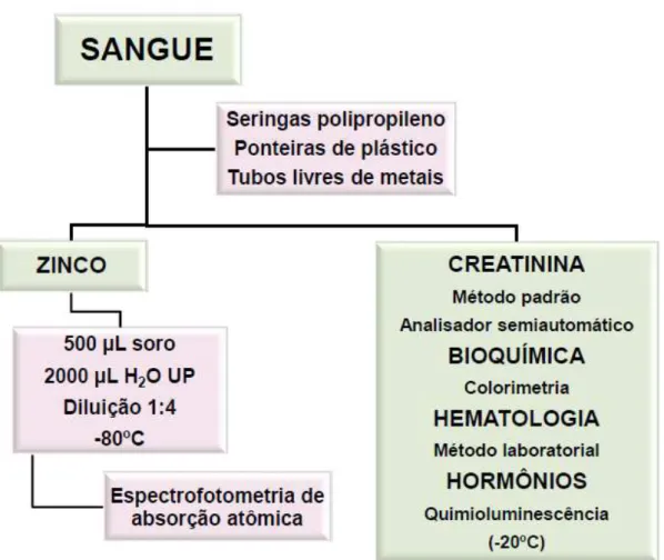 Figura 5: Esquema dos procedimentos biológicos e análises bioquímicas. 