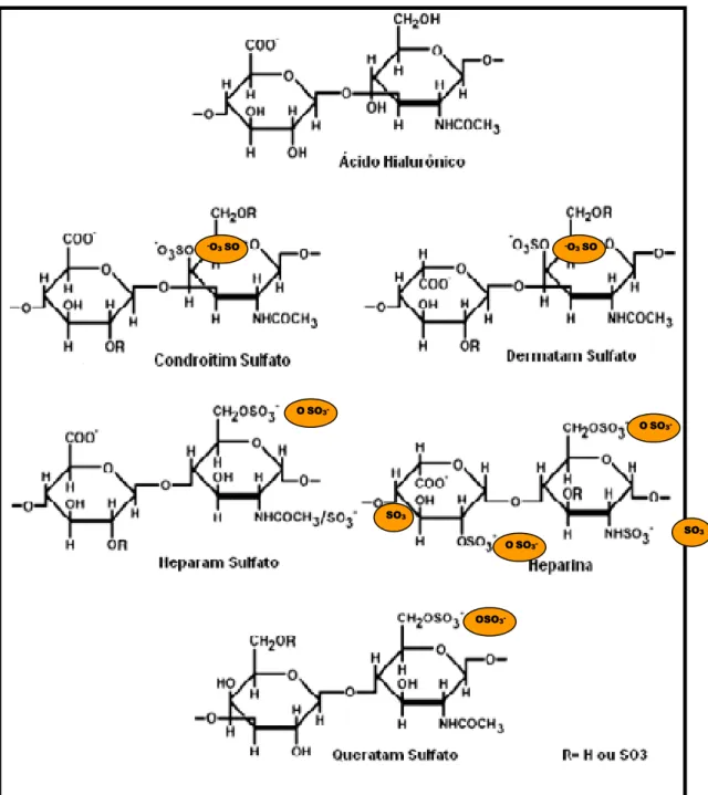 Figura 1: Unidades dissacarídicas constituintes dos glicosaminoglicanos (VOLPI; MACARI, 2006) - O 3 SO - O 3 SO O SO 3 -SO3 SO 3O SO3-OSO3-O S-O3