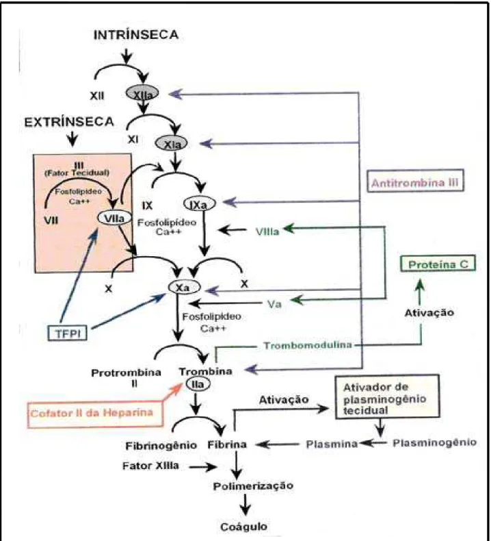 Figura 3: Esquema da Cascata da Coagulação Sangüínea