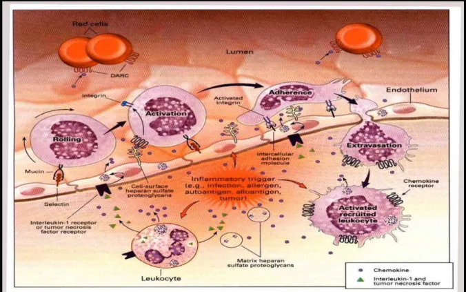 Figura 4: Esquema da resposta inflamatória. Davidson.  Chemokin2.jpg.Disponível em: &lt;http:/ /
