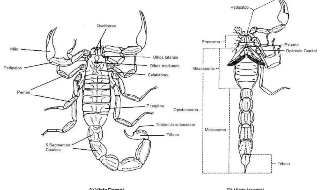Figura 1 – Aspecto morfológico escorp