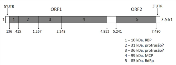 Figura 2: Organização do genoma do IMNV mostrando 5’ e 3’UTR e as duas ORFs não sobrepostas