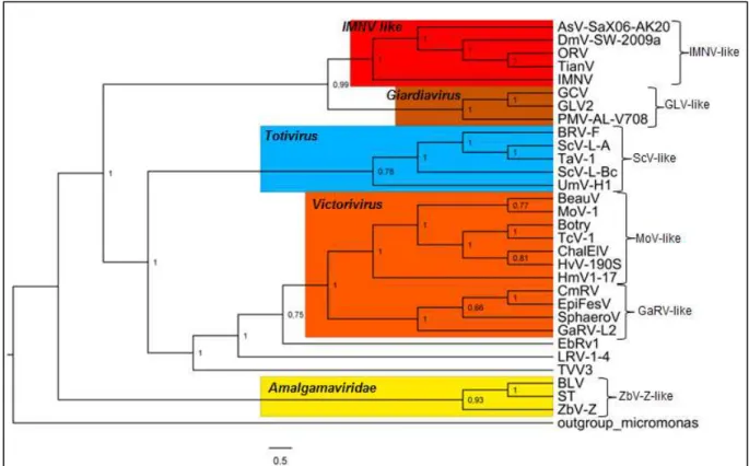 Figura  8:  Análise  filogenética  de  membros  representativos  da  família  Totiviridae