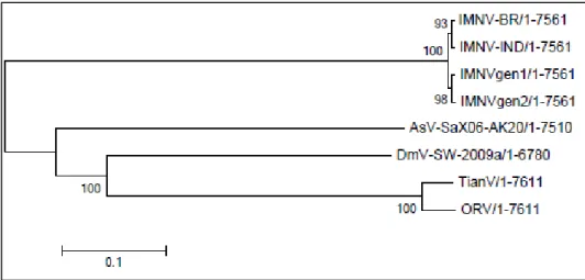 Figura  9:  Análise  Neighbor  joining  do  grupo  IMNV-like  incluindo  os  quatro  genomas  completos  do  IMNV