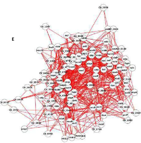 Figura  14  A)  Rede  de  interação  de  proteínas  do  grupo  Fe-.  O  input  das  proteínas  foram  os  dados  obtidos  a  partir  das  analises  de  proteômica