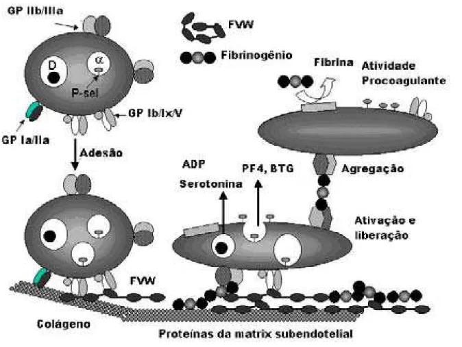 Figura 01: Agregação plaquetária. A figura mostra o mecanismo de adesão, ativação e agregação plaquetária