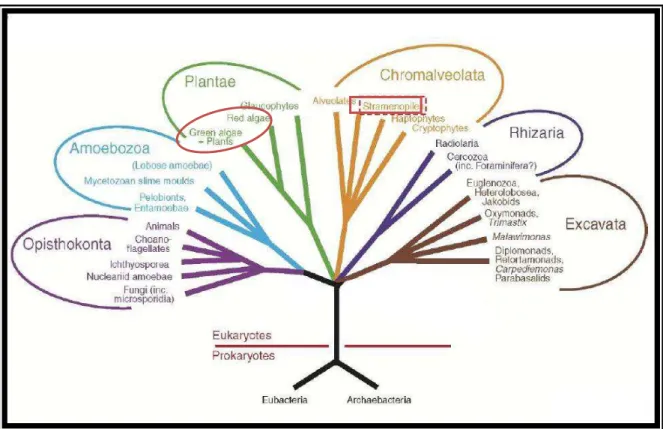 Figura 1: Árvore representativa da nova hipótese organizacional dos Eucariotos  nos 6 reinos