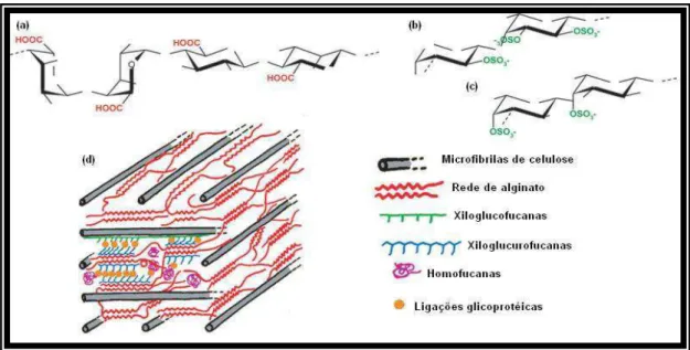 Figura  2:  Estruturas  de  polissacarídeos  típicos  de  parede  celular  de  algas  marrons:  (a) Alginato; (b) Fucanas de Fucales; (c) Fucanas de Ectocarpales