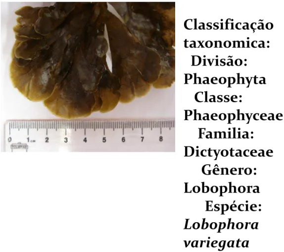 Figura 7: Representante da alga marinha marrom Lobophora vaiegata 