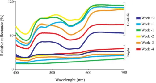 Fig 1. Skin reflectance spectra at different stages of pregnancy. Reflectance spectra from the genitalia and the thighs of one subject (Female C) measured throughout two weeks following (+1 to +2) and four weeks preceding (-4 to -1) parturition.