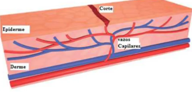 Figura 2.1 – Ilustração da pele humana quando reage a um corte para promover a cicatrização  (adaptado de Toohey, 2007)