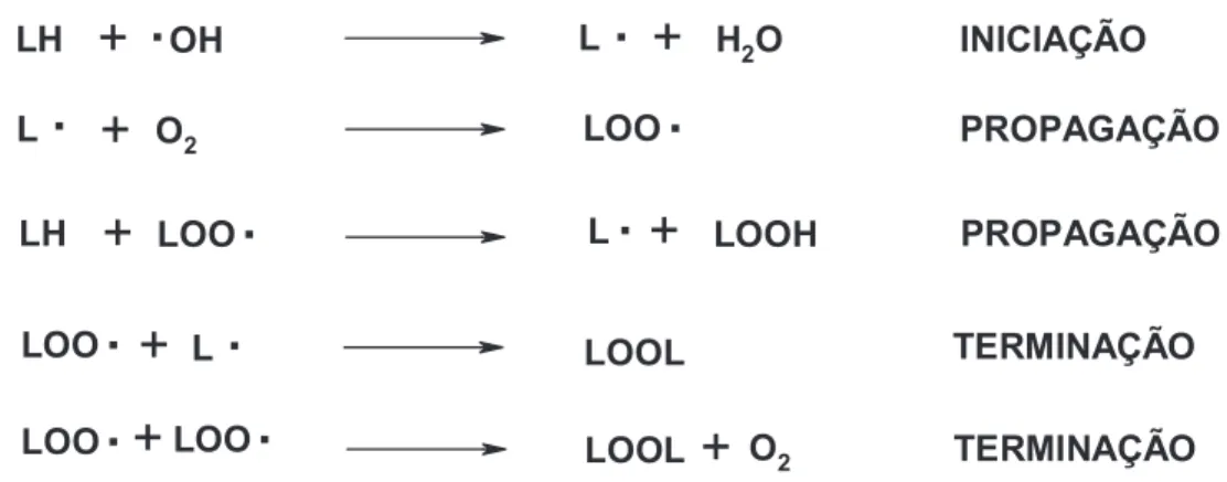 Figura 1 –  Esquema  da  peroxidação  lipídica,  resultando  na  formação  em  cadeia  de  inúmeros radicais lipídicos (Adaptado de FERREIRA; MATSUBARA, 1997)