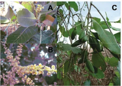 Figura 4 –  Licania  rigida .  Detalhes  de  folhas  (A),  flores  (B)  e  frutos  (C)