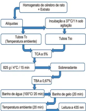 Figura 12 –  Fluxograma da determinação da peroxidação lipídica em cérebro de rato. 