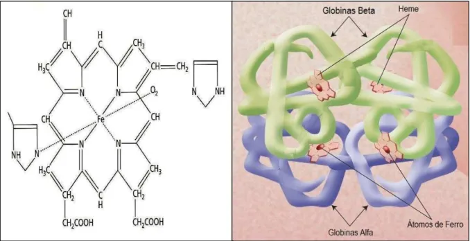Figura 1 – Estrutura química do heme (BAIN, 2006); estrutura da hemoglobina (adaptado de 