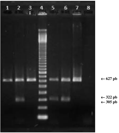 Figura 12 – Eletroforese horizontal em gel de agarose 2,0% de produtos de PCR digeridos 