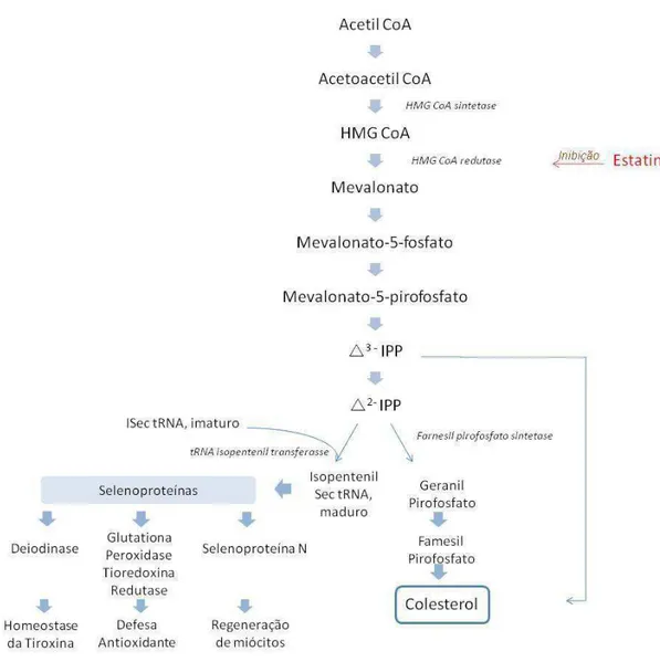 FIGURA 1  – Via do Mevalonato: biossíntese de Isoprenóides e efeito das estatinas. 