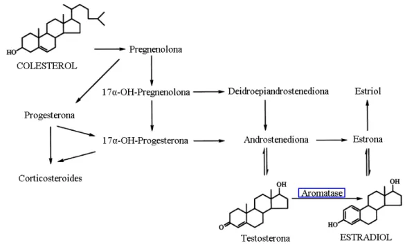 Figura 1 – Mecanismo da biossíntese do estradiol nos diferentes tecidos, em destaque a aromatase  citocromo P450 19 (adaptado de ÖSTERLUND; HURD, 2001)