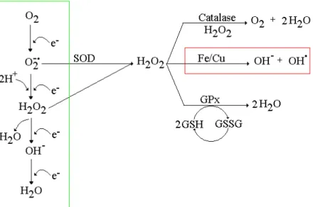 Figura 4 – Formação do O 2 ● - , H 2 O 2  e OH ●  e ação das enzimas antioxidantes SOD, Catalase e GPx 
