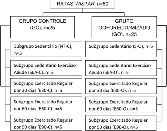 FIGURA  6  –  Organograma da distribuição dos Grupos (Controle e Ooforectomizado) e Subgrupos  (Sedentário, Sedentário Exercício Agudo, Exercitados 30 dias, Exercitados 60 dias e Exercitados 90  dias)