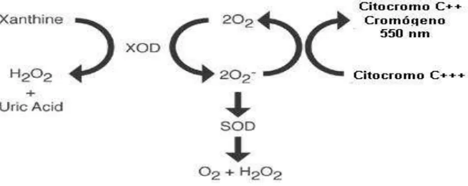 Figura 10 – Reação utilizada para determinação da atividade da SOD que compete com o Citocromo 