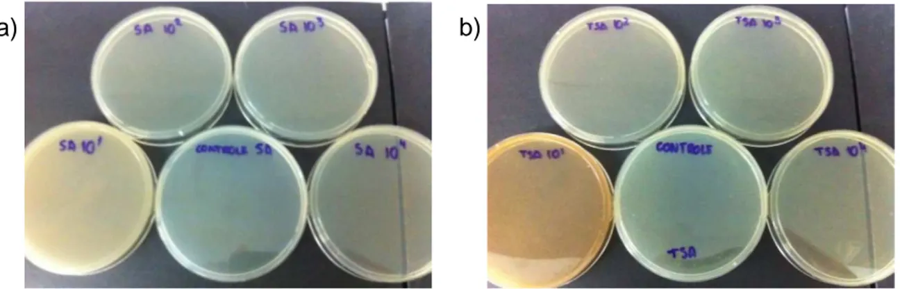 Figura 16 - Placa para AS (a), placa de TSA (b), após o período de incubação para contagem do  número total de microorganismos mesófilicos (Fonte: arquivo pessoal) 
