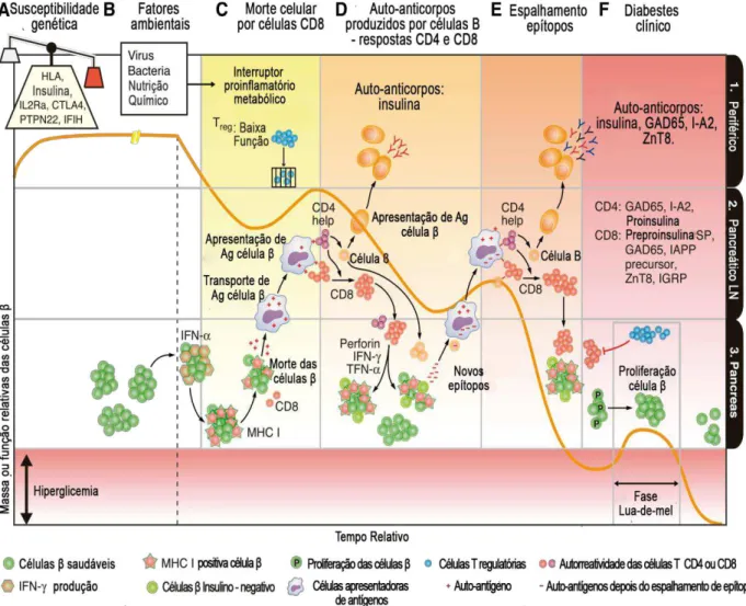 FIGURA  5  – Perfil recidivo-remitente da patogênese do DM1.  Linha laranja: representação da massa  celular 