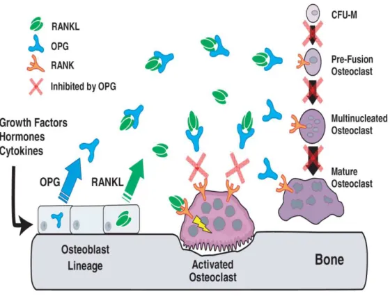 FIGURA  2:  Mecanismos  de  ação  do  OPG,  RANK  e  RANKL.  O  RANKL  é  produzido  pelos  osteoblastos  sob  controle  de  fatores  de  crescimento,  hormônios  e  citocinas
