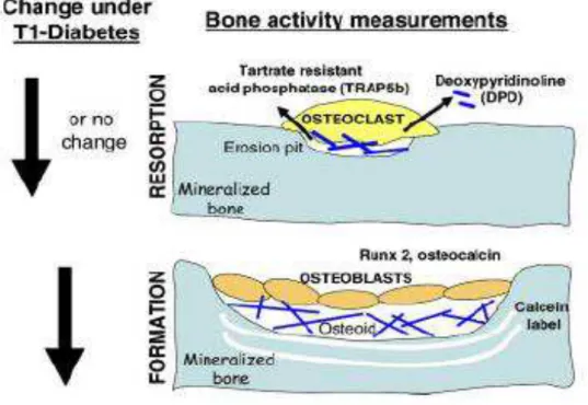 FIGURA 3: A densidade óssea é determinada pelo processo de reabsorção (osteoclastos) e  formação  (osteoblastos)