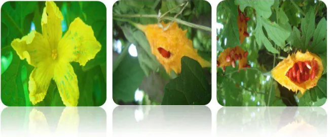 FIGURA 1 - Momordica charantia folhas, flor e frutos.  