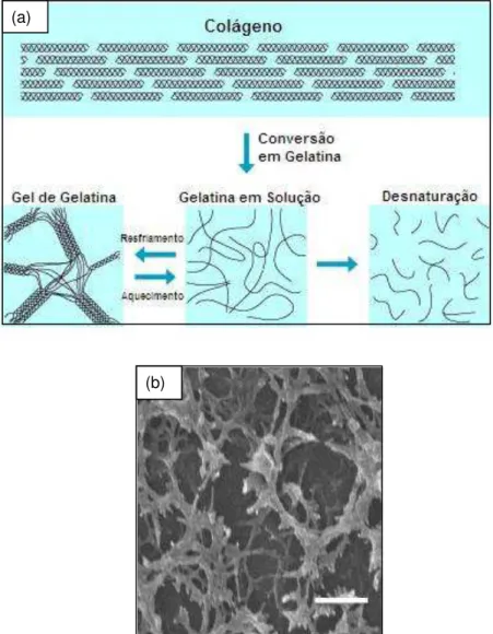Figura 4. (a)Transições de estrutura molecular do colágeno à gelatina. Fonte: Adaptado de  (Nippi Inc.)