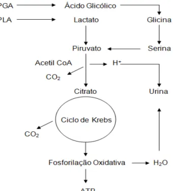 Figura 8. Etapa II - Rota metabólica do PLA e PGA. 