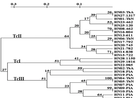 FIGURA 3 - Fenograma correspondente aos perfis de RAPD de isolados do  T. cruzi obtidos  de  indivíduos  e  triatomíneos  naturalmente  infectados,  construído  pela  UPGMA,  usando  matriz de distância genética obtida com o iniciador  M13-40