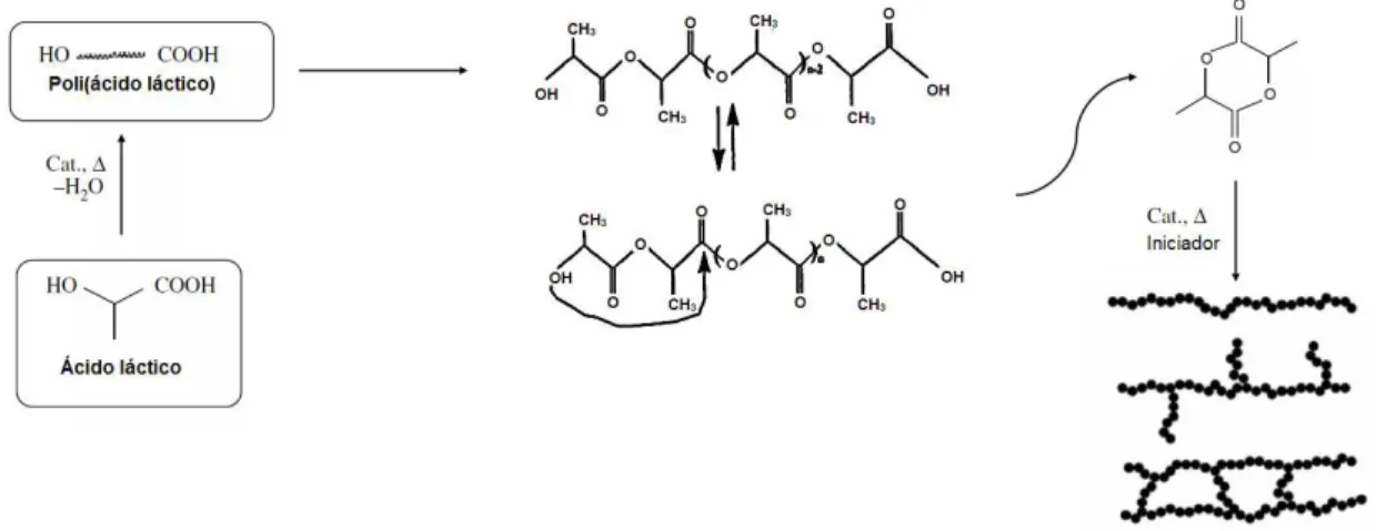 Figura 12. Esquema da polimerização por abertura de anel, adaptado de (GARLOTTA,  2001; AURAS, 2010)