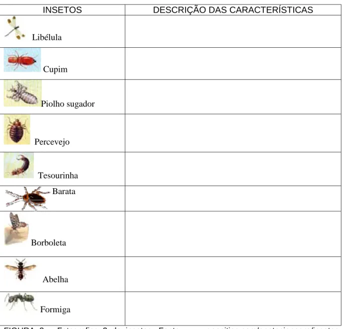 FIGURA 2 – Fotografias 2 de insetos. Fonte: www.geocities.com/apotecionegro/insetos.  html; Fiocruz, 2004;   