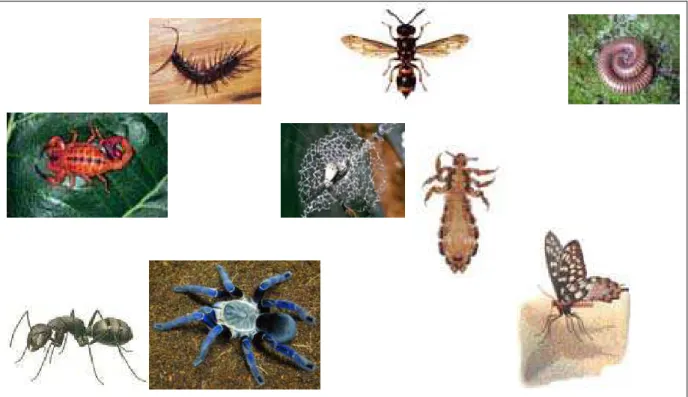 FIGURA 3 — Fotografias 3 de artrópodes. Fonte: Fiocruz, 2004;  Instituto Butantan, 2004