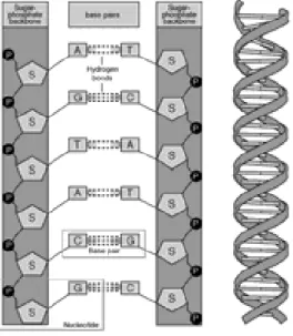 Figura 2.2: Duas sequˆencias complementares de DNA.