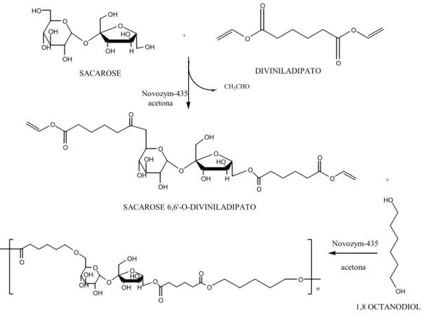 Figura 17 : Reação enzimática de poliéster de sacarose, onde a sacarose foi  incorporada na ca