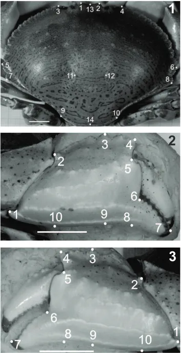 Figs 1-3. Hepatus pudibundus (Herbst, 1785), macho: Fig. 1, posição dos  marcos anatômicos da carapaça [1 e 2, margem da base proximal dos  lóbulos interorbitais; 3 e 4, primeiro dente anterolateral; 5 e 6, maior largura  da carapaça (12° dente anterolater