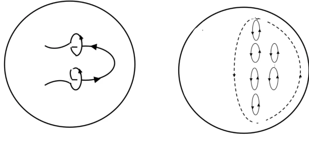 Figura 1.5: Produção de um campo poloidal a partir de um campo toroidal. A ﬁgura ilustra as linhas de campo toroidal sendo torcidas pelo movimento turbulento helicoidal de tal modo que suas projeções no plano meridional são loops magnéticos, como mostrado 