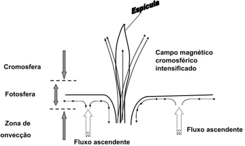 Figura 3.5: Modelo para formação de uma espícula como parte da estrutura de campo magnético da cromosfera.