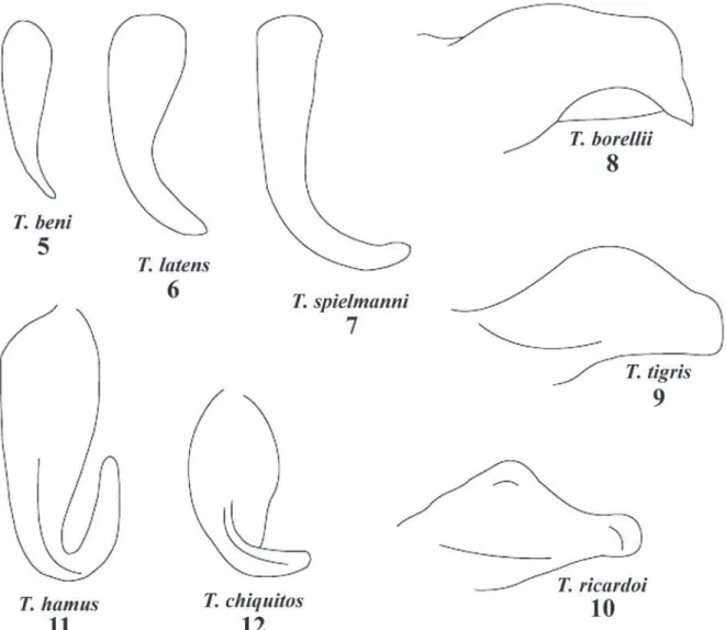 Figs 5-12. Cercos masculinos de espécies de Temnomastax Rehn &amp; Rehn, 1942: 5-7, 11,12, vista dorsal; 8-10, vista lateral