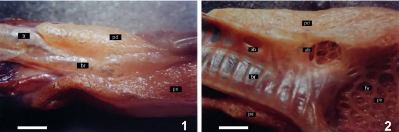 Figs 3-5. Amphisbaena microcephala (Wagler, 1824), pulmão esquerdo em secção longitudinal: 3, porção cranial com parênquima faveolar; 4, porção caudal  com parênquima trabecular; 5,  porção média com a transição do parênquima faveolar para o parênquima tra