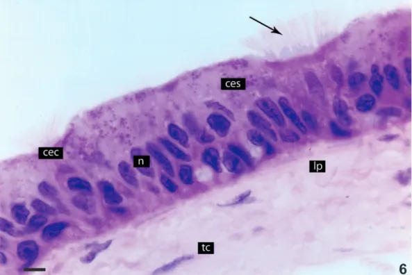 Fig. 6. Amphisbaena microcephala (Wagler, 1824), laringe em corte histológico transversal (ces, célula epitelial secretora; cec, célula epitelial  ciliada; lp, lâmina própria; n, núcleo; tc, tecido conjuntivo)