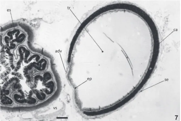 Fig. 7. Amphisbaena microcephala (Wagler, 1824), traqueia e esôfago em corte histológico transversal (adv, adventícia; ca, cartilagem; ep, epité- epité-lio; es, esôfago; se, serosa; tr, traqueia; vs, vaso sanguíneo)