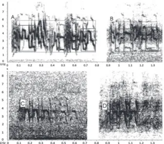 Fig.  1.  Espectrogramas  da  vocalização  de  (A)  Pionopsitta pileata  (Scopoli, 1769) (gravação disponível em www.xeno-canto.org,  códi-go XC 85348); (B) vocalização atribuída a Touit melanonotus (Wied,  1820), mencionada em Barnett et al
