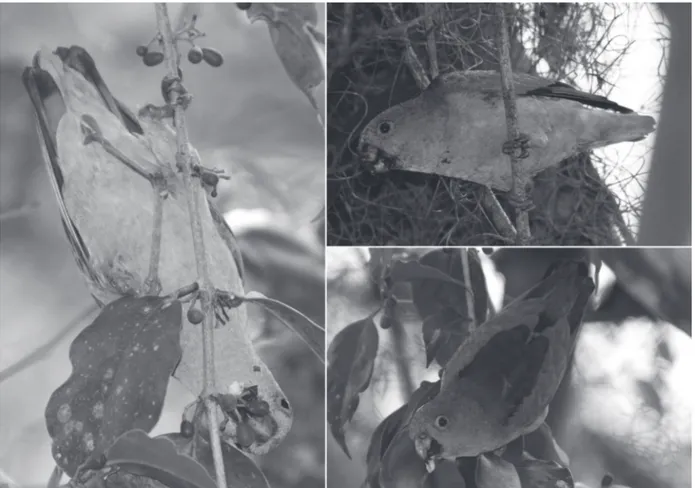 Fig. 3. Três indivíduos diferentes de Touit melanonotus (Wied, 1820) alimentando-se de frutos de Struthanthus vulgaris (Loranthaceae) em Rio- Rio-zinho, município de Guaratuba (PR)