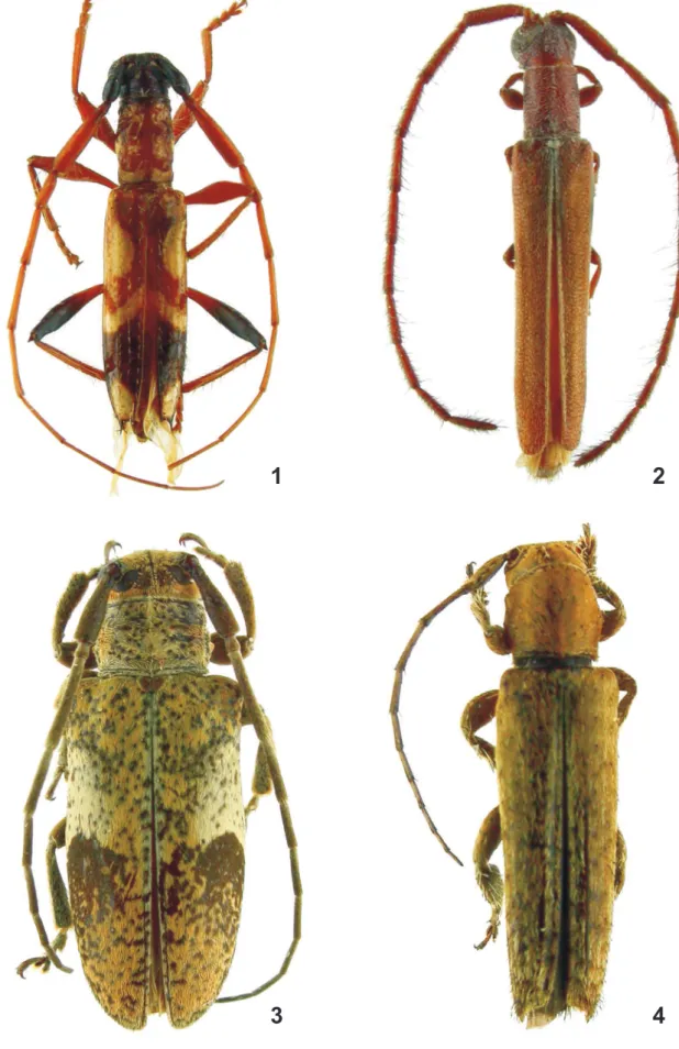 Figs 1-4: 1, Compsibidion paragraphycum sp. nov., holótipo macho, comprimento 10,3 mm; 2, Trichohippopsis vestita sp